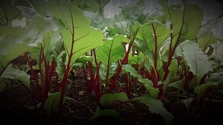 Beetroot.jpg